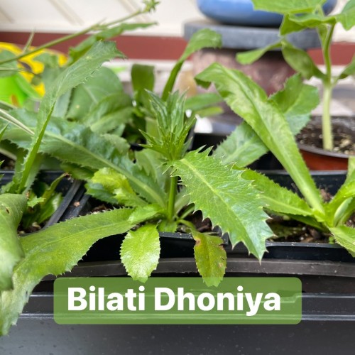 Fresh Organic Bilati Dhoniya (Foreign Coriander) – Homegrown, Pesticide-Free
