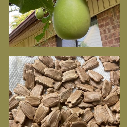 Fresh Organic Bottle Gourd (Lau/Lauki) – Homegrown &amp; Non-GMO