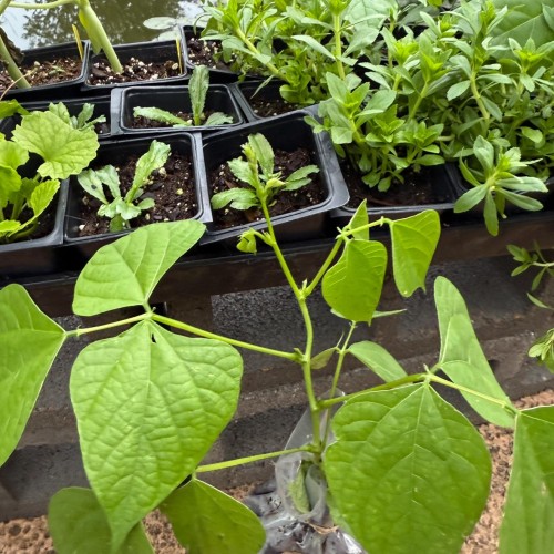 Deshi Green Seem Seedling – Premium Local Bean Plant Starter (Organic &amp; Heirloom)