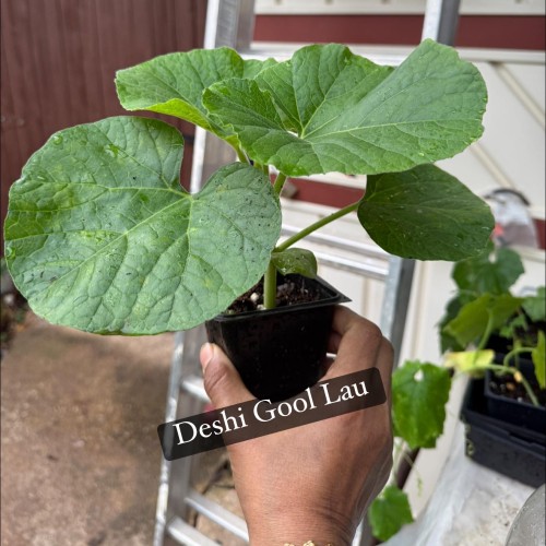 Deshi Round Lau – Fresh Organic Round Bottle Gourd (Heirloom Variety)