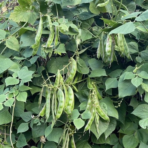 Deshi Seem Seed – Heirloom Green Bean Seeds for Home Gardening (Non-GMO, Organic)