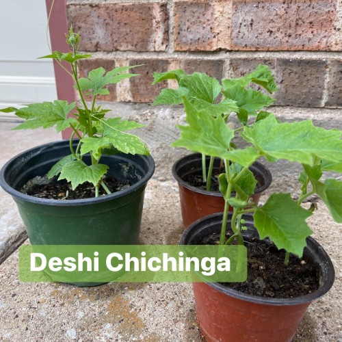 Fresh Organic Desi Chichinga (Ridge Gourd) – Heirloom Variety