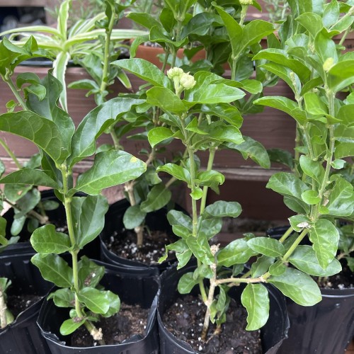 Grand Duke Jasmine Plant – Double-Petal Arabian Jasmine (Jasminum Sambac)