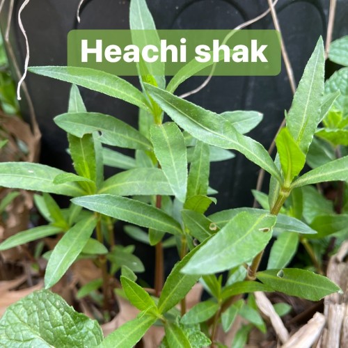 Fresh Hechi Shak (Chinese Water Spinach) – Asian Leafy Green