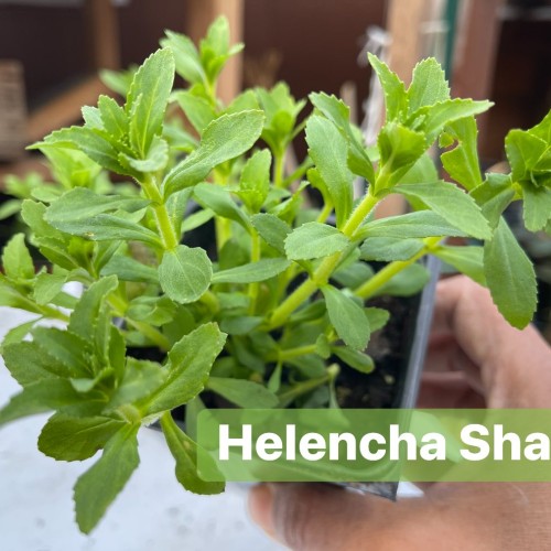 Fresh Helencha Shak – Traditional Bitter Leaf Vegetable (Indian Swamp Cress)