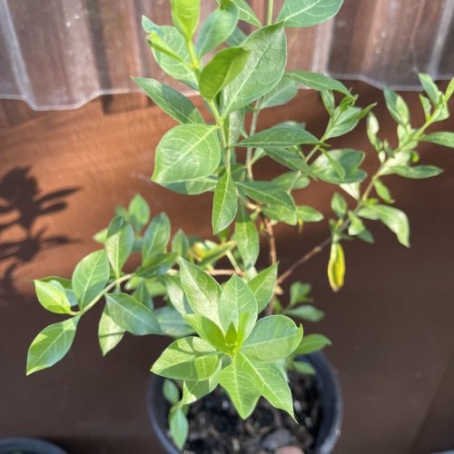 Live Henna Plant – Natural Mehndi Leaf Plant (Lawsonia Inermis)
