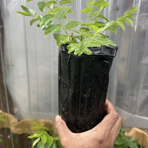 Live Jujube Plant – Sweet and Hardy Indian Ber Tree