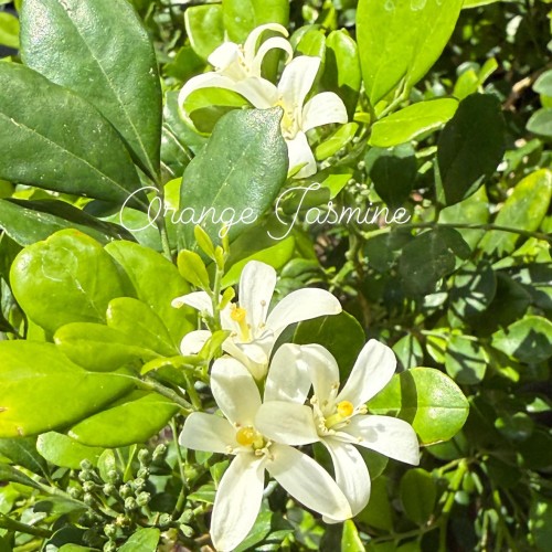 Kamini Orange Jasmine Plant – Fragrant Tropical Jasmine (Murraya Paniculata)