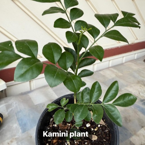 Kamini Plant – Tropical Fragrant Ornamental Shrub (Murraya Paniculata)