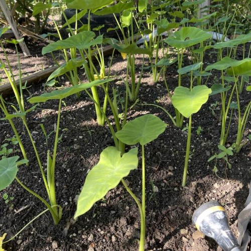 Live Kochu Plant – Taro Root Tropical Edible Plant (Colocasia Esculenta)