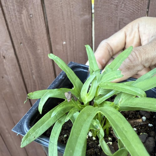 Live Kolmi Shak Plant – Traditional Water Spinach (Ipomoea Aquatica)