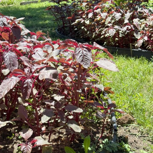 Live Laal Shaak Plant – Red Amaranth Leafy Vegetable (Amaranthus tricolor)
