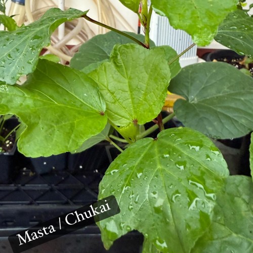 Fresh Masta Chukai Seeds – Premium Fenugreek Seeds for Culinary and Medicinal Use