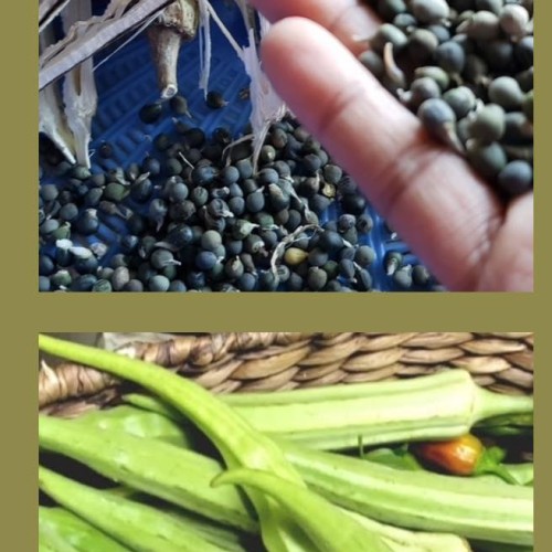 Premium Okra Seeds – Heirloom Organic Vegetable Seeds for Home Gardening