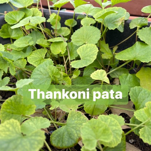 Live Thankoni Patha Plant – Traditional Watercress Leafy Vegetable (Nasturtium officinale)