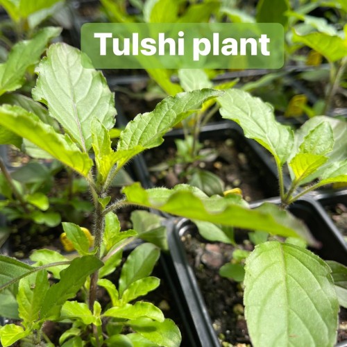Live Tulshi Plant – Holy Basil (Ocimum sanctum) Medicinal and Aromatic Herb