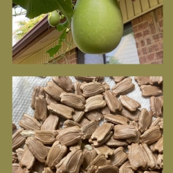 Fresh Organic Bottle Gourd (Lau/Lauki) – Homegrown &amp; Non-GMO