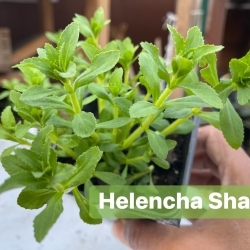 Fresh Helencha Shak – Traditional Bitter Leaf Vegetable (Indian Swamp Cress)