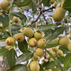Fresh Jujube Fruit – Sweet Indian Ber Dates, Premium Quality